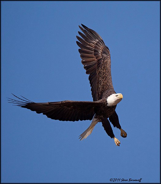 _1SB7676 american bald eagle.jpg